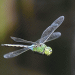 DragonflyIII0718
