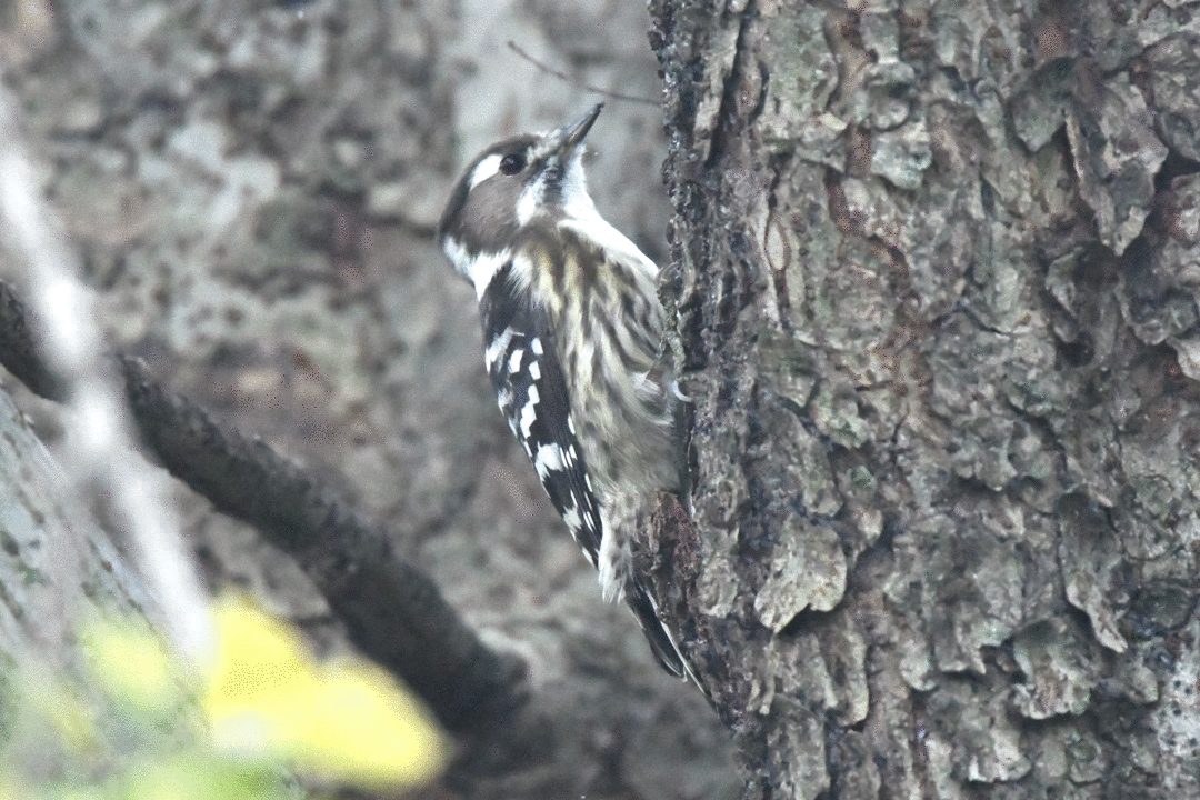 woodpeck_1025