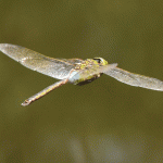 Dragonfly0718